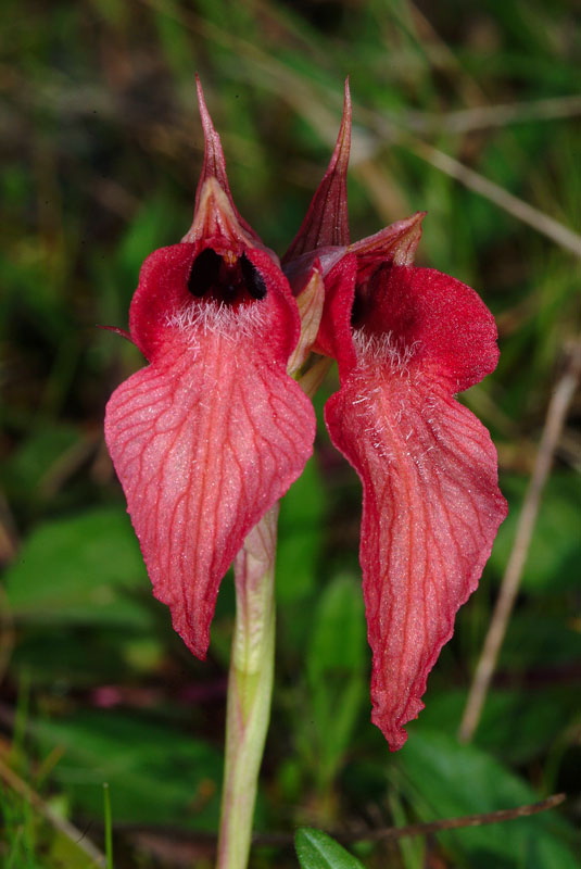 Orchidea rossa da determinare